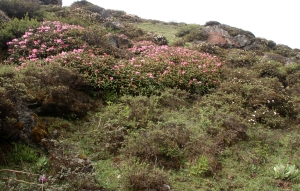 Rhododendron slope