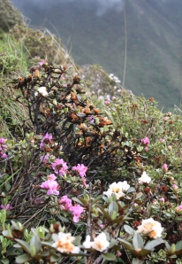 Rhododendron slopes