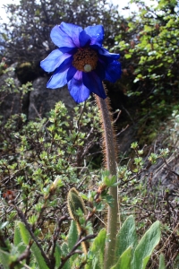 Blue poppy -Meconopsis grandis